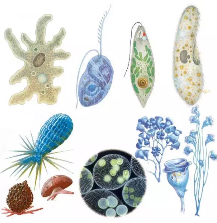 Les parasites appartiennent au royaume des Protozoaires, dans lequel il existe plus de quinze mille espèces. 
